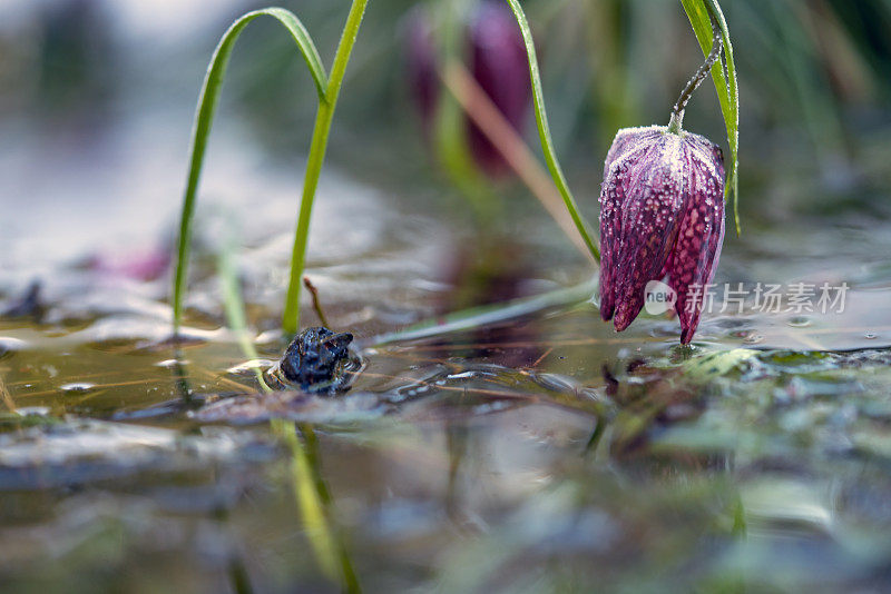 冰冻盛开的郁金香、蛇头贝母(Fritillaria meleagris)在其自然环境，沼泽